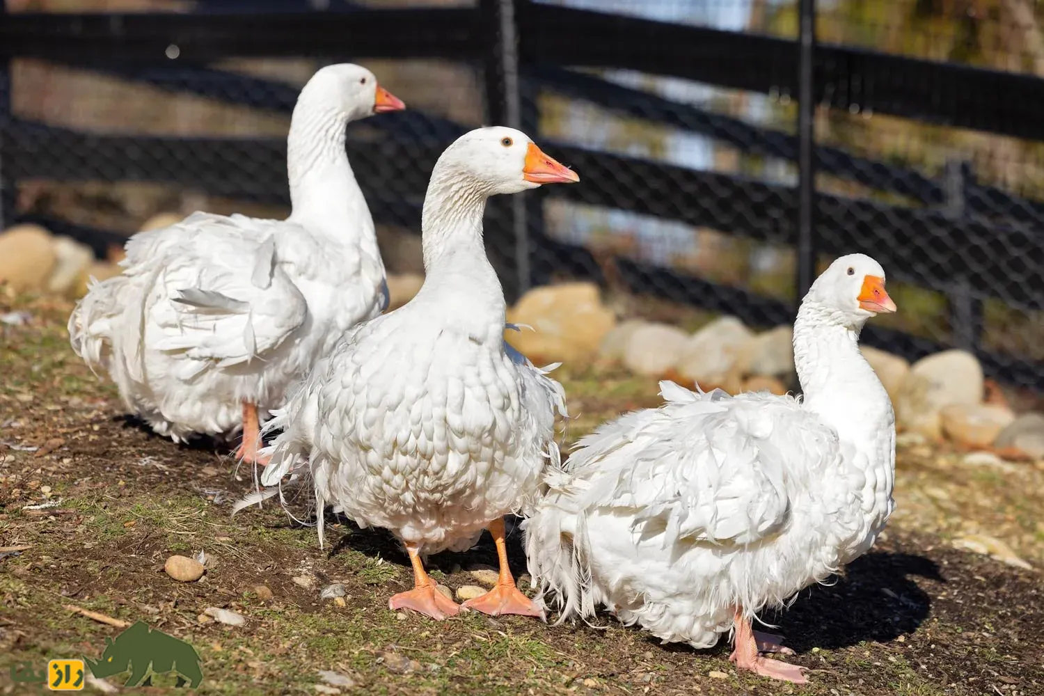 غاز فرفری Sebastopol goose غاز فرفری Sebastopol goose