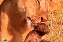فیلمی هولناک از لیس زدن بچه گزار توسط شیر ماده؛ چرا شیرها با شکار خود بازی می‌کنند؟
