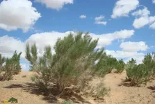 تاغ؛ مقاوم‌ترین گیاه دنیا که با ریشه‌های عمیق کویر را مهار می‌کند، آب نمی‌خواهد و خاک را نجات می‌دهد