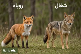 تفاوت روباه و شغال چیست و آیا روباه و شغال باهم جفت‌گیری می‌کنند؟