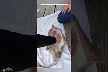 (ویدئو) صحنه جالب زایمان سفره ماهی به کمک انسان