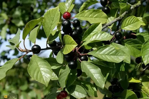 سیاه‌توسه؛ درختچه‌ای با میوه‌های سیاه که رشد سریعی دارد و به عنوان پرچین در کشتزارها کاشته می‌شود و با چوب آن باروت می‌سازند
