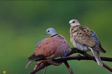 یاکریم طوقی؛ کبوتری سرخ رنگ با صدای «هوهو» که خیلی زود دست آموز می‌شود و در برخی مناطق ایران آن را می‌خورند!