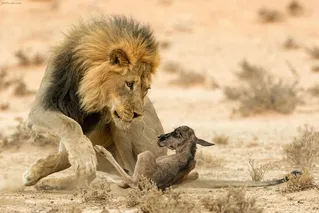 (ویدئو) حمله گروهی گله شیرها به یک کل یالدار