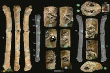 کشف باورنکردنی؛ انسان‌های اولیه ۳۰۰ هزار سال پیش فلوت و ساز می‌ساختند