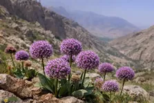 سیر وحشی بیستون؛ گنج ژنتیکی بسیار کمیابی که فقط در کوه‌های ایران می‌روید و گل‌های گرد زیبایی دارد