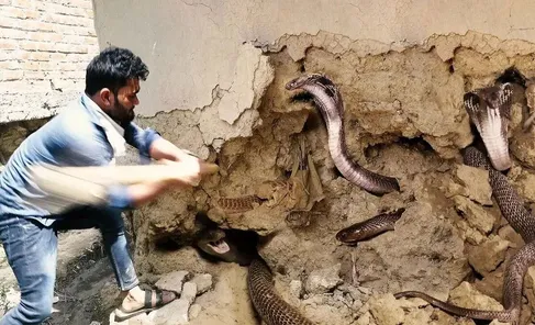 (ویدئو) اعلام وضعیت اضطراری حمله مار‌ در چین؛ ۹۰۰ مار کبرای مرگبار از یک مزرعه‌ فرار کردند!