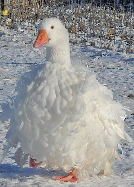 غاز فرفری Sebastopol goose غاز فرفری Sebastopol goose