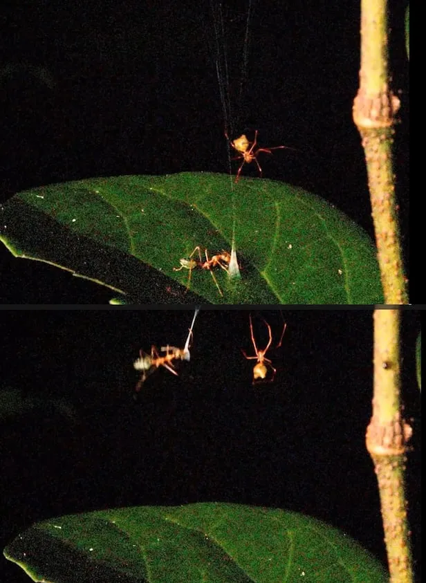 عنکبوت Ballista spider عنکبوت Ballista spider