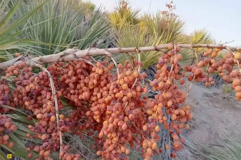 داز؛ نخل وحشی و شگفت‌انگیز ایران که با میوه کونل، پنیر درمانی و برگ‌های حصیری‌اش پرسودترین گیاه سیستان بلوچستان است