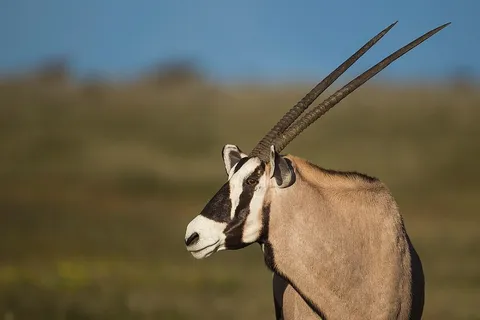 تیزشاخ کالاهاری؛ حیوانی متخصص بقا در بیابان که ماه‌ها بدون آب زنده می‌ماند و در سرش یک کولر طبیعی وجود دارد