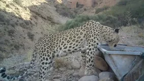 تصویر جدید از پلنگ ماده منطقه سفید کوه دماوند؛ «پریزاد» دیده شد
