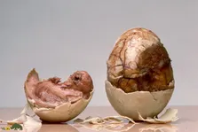 بالوت؛ تجربه خوردن ترسناک‌ترین غذای جهان با جنین اردک که فیلیپینی‌ها عاشق آن هستند!