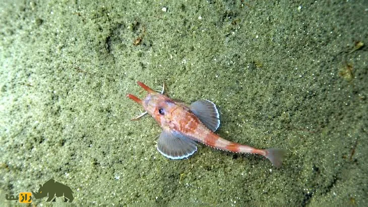 ماهی Scalicus engyceros ماهی Scalicus engyceros