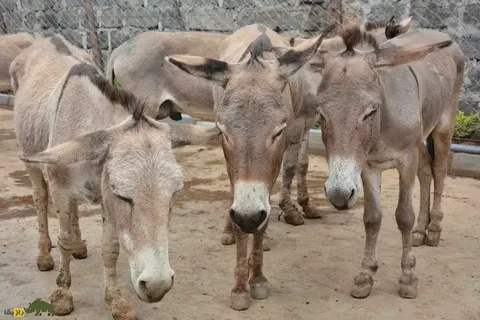 طلایی پرطرفدار در بدن الاغ؛ ۶ میلیون الاغ برای تولید اکسیر جوانی سلاخی می‌شوند!