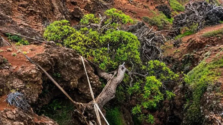 درخت تنهای Dendroseris neriifolia درخت تنهای Dendroseris neriifolia