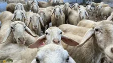 گوسفند مظفر؛ بزرگترین و سنگین‌ترین گوسفند هند که یک جفت آن خانواده‌ای را از فقر نجات می‌دهد