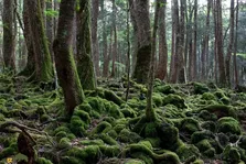 جنگل خودکشی؛ جنگلی در ژاپن معروف به «دریای درختان» که محبوب‌ترین مکان دنیا برای خودکشی است و ارواح سرگردان در آن پرسه می‌زنند