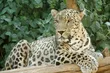 چرا شیر آسیایی و ببر مازندران منقرض شدند، اما پلنگ ایرانی زنده ماند؟