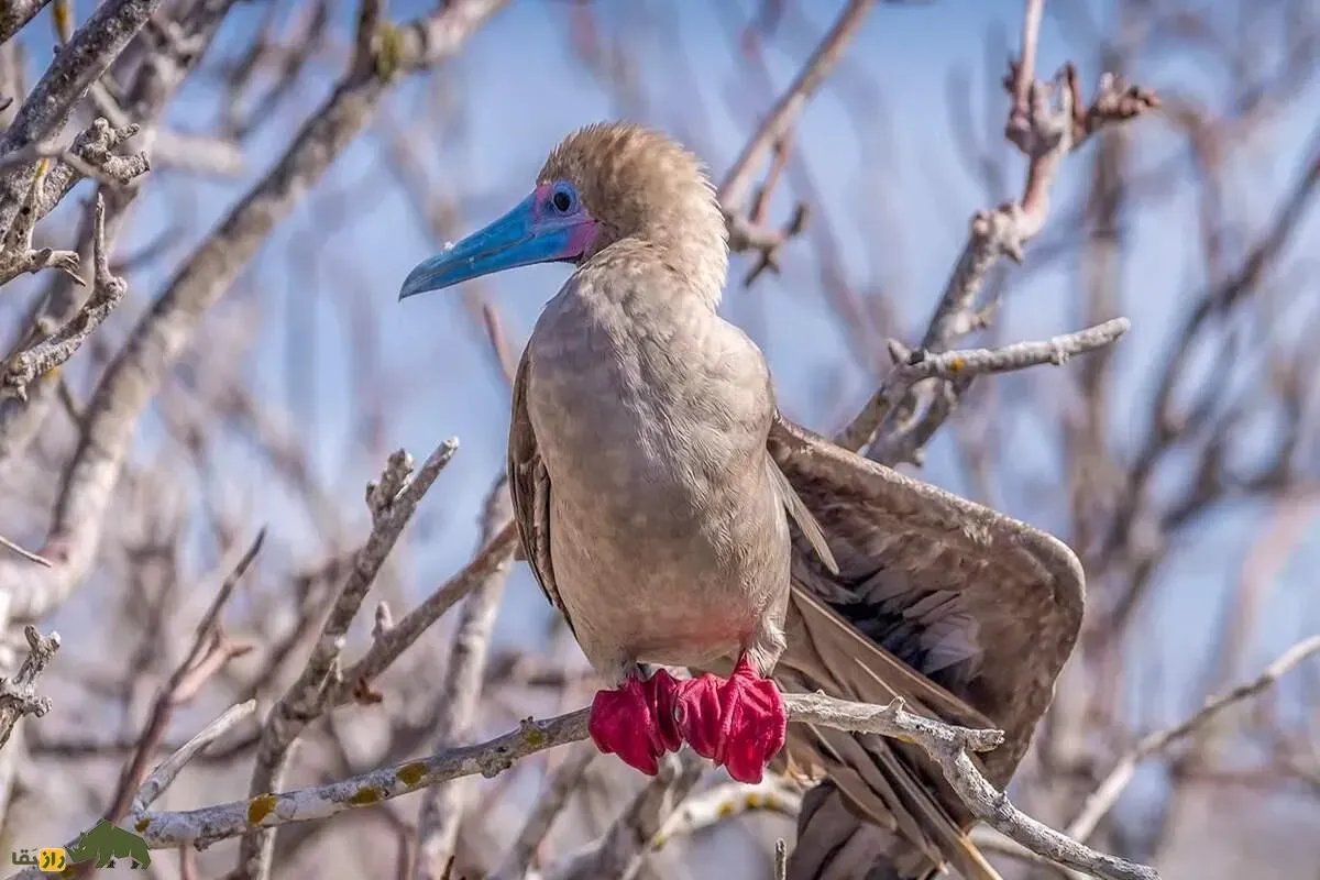 بوبی پاقرمز