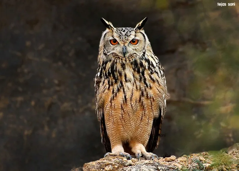 Bubo bengalensis Bubo bengalensis