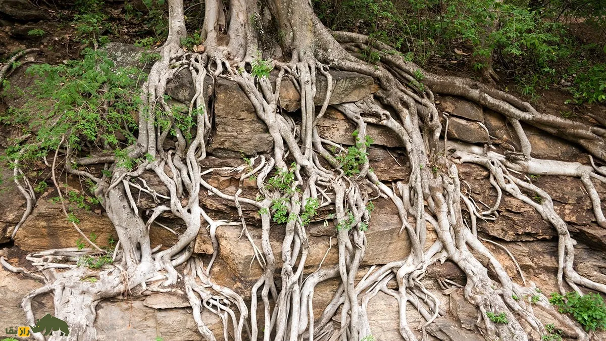 گیاهان و خشکسالی گیاهان و خشکسالی