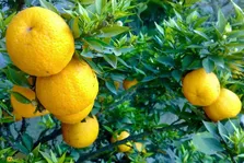 ترنج یا بالنگ؛ میوه‌ای تلخ و شیرین با عطری دلنشین که از ترکیب لیمو و نارنج به‌وجود آمده‌ است