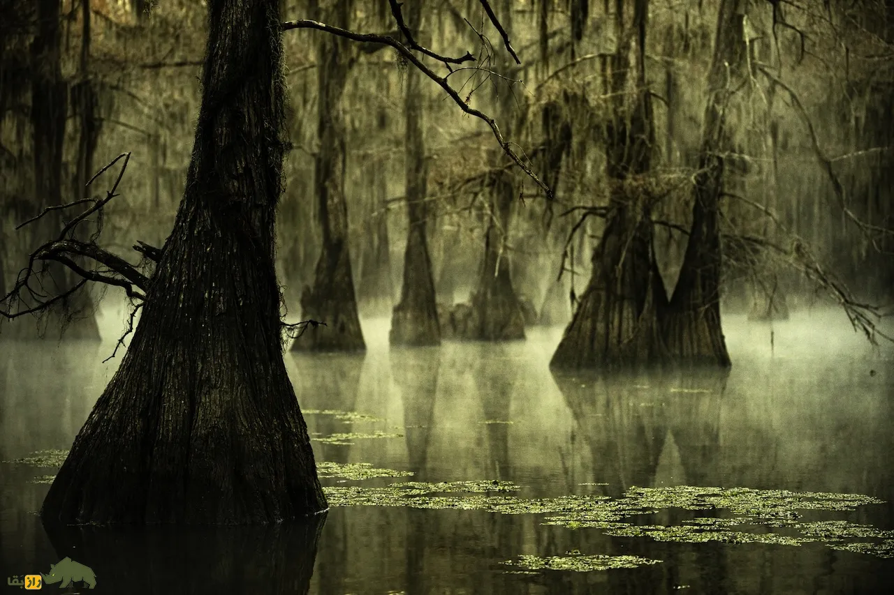 دریاچه مورپاس Lake_Maurepas دریاچه مورپاس Lake_Maurepas