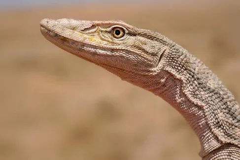 نجات بزمجه بیابانی توسط محمدرضا صالحی محیطبان یزدی