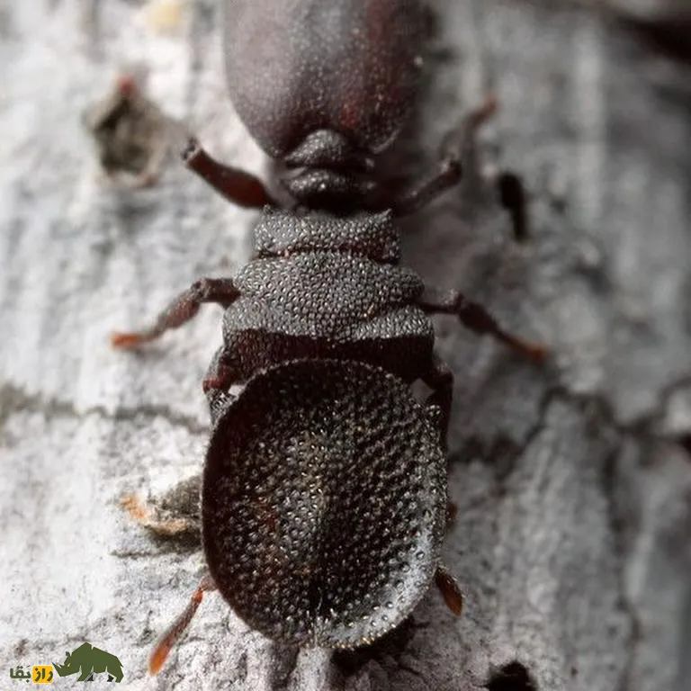مورچه لاکپشتی مورچه لاکپشتی