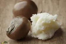 درخت روغن قلم؛ درختی با ۳۰۰ سال عمر که میوه‌اش کره‌ای بسیار گران‌قیمت تولید می‌کند