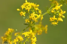شیر پنیر؛ گیاهی خوشبو که گل‌هایش برای تولید پنیر به کار می‌روند و مریم مقدس هنگام تولد عیسی بسترش را با این گیاه معطر کرد