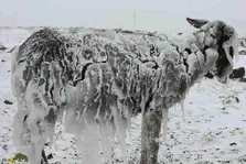 (ویدئو) اینجا اردبیل نیست؛ یخ زدن حیوانات از سرما در قزاقستان در هوای منفی ۵۶ درجه!