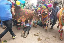 گای گوهاری؛ جشن عجیبی که گاو‌های آرایش شده از روی مردان راه می‌روند تا گناهانشان پاک شود