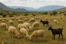 راهنمای کامل پرورش دام و طیور در ایران؛ از گوسفند و بز تا شتر و شترمرغ، با قیمت‌های واقعی، هزینه نگهداری و روش‌های سودآور در هر اقلیم