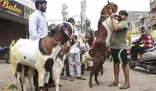 تصاویری عجیب از رقص هماهنگ دو بز غول‌پیکر و ریش‌ بلند پاکستانی!