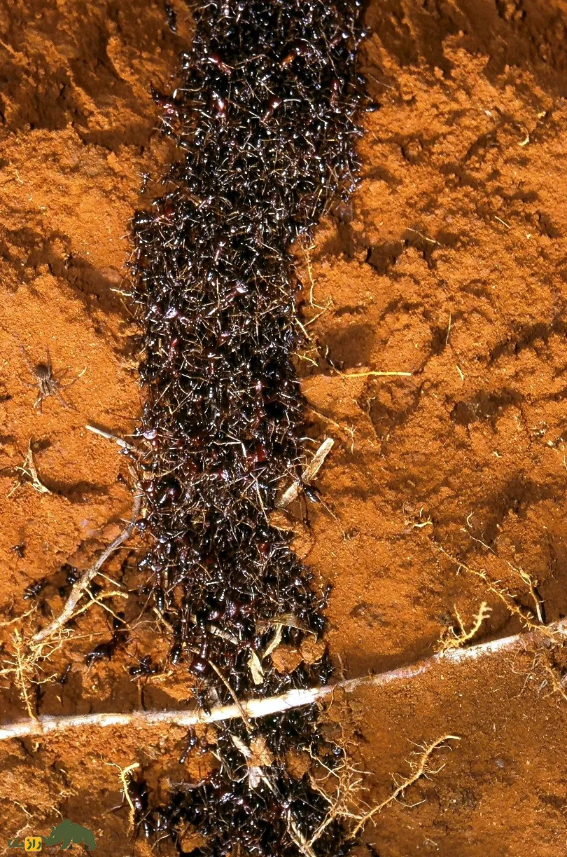 مورچه