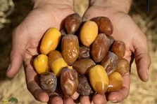 خرمای کبکاب؛ خرمای طلایی جنوب ایران با طعمی شیرین، بافت نیمه‌خشک و ارزش اقتصادی بالا که هم هندی‌ها و روس‌ها عاشق آن هستند
