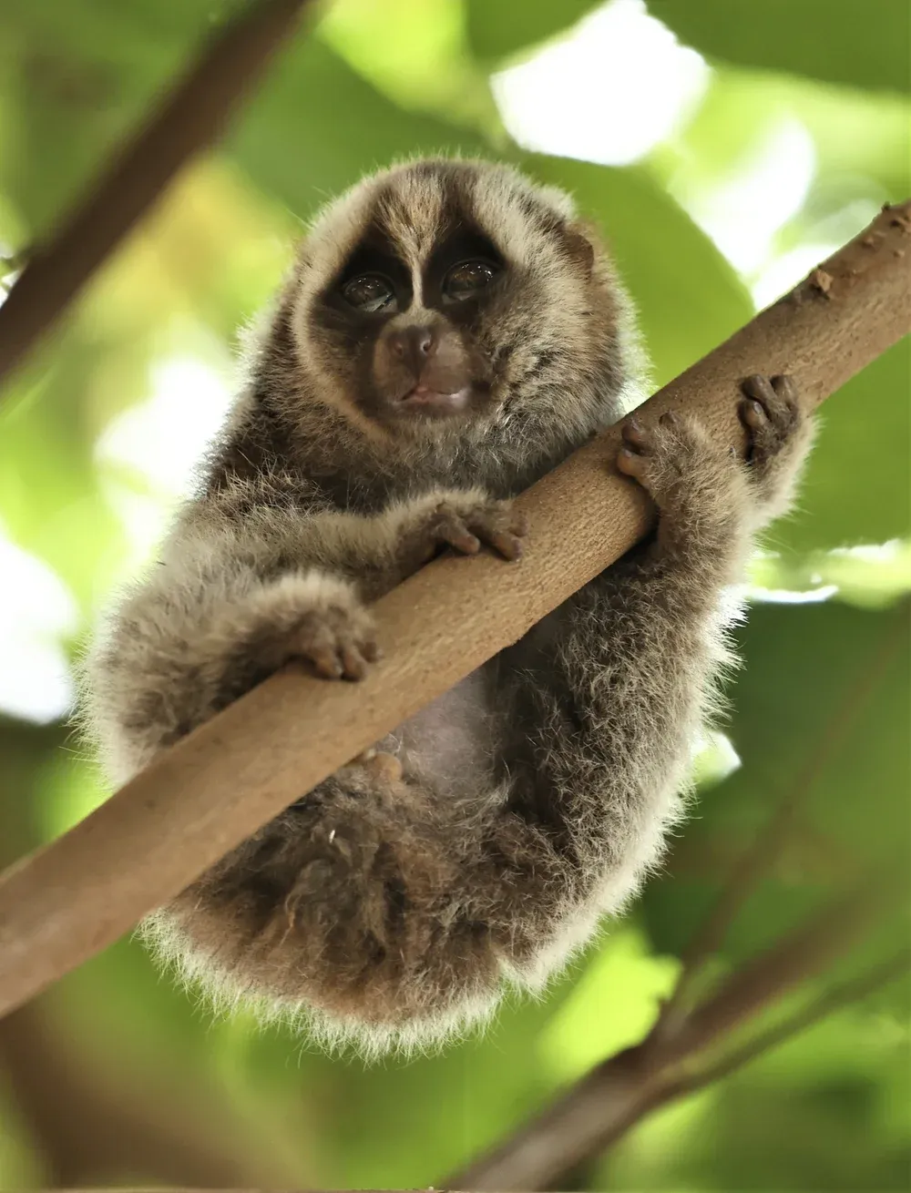 Nycticebus bancanus