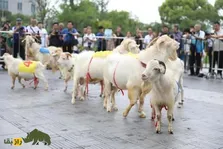 بز هایمِن؛ بز معروف چینی که در سلسله مینگ اهلی شد و نرخ زاد و ولد بسیار بالایی دارد