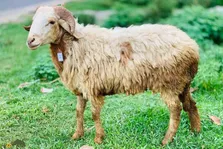 گوسفند گارول؛ گوسفند خاص و کم‌نظیر هندی معروف به «فخر بنگال» که سلطان چندقلوزایی است