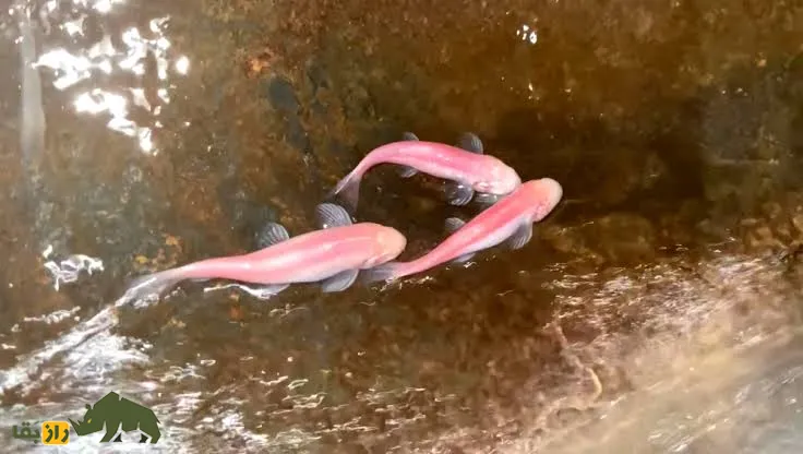 Garra typhlops Garra typhlops