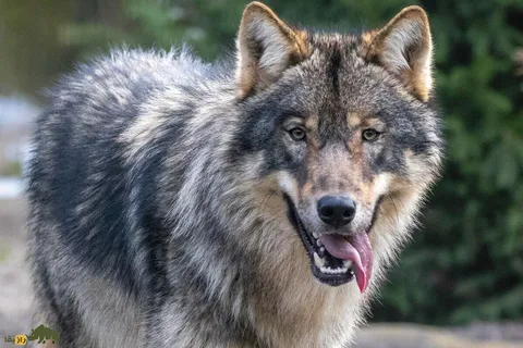 آغاز داستان سگ‌ها؛ انسان‌های اولیه چگونه گرگ‌های وحشی را به سگ تبدیل کردند؟!