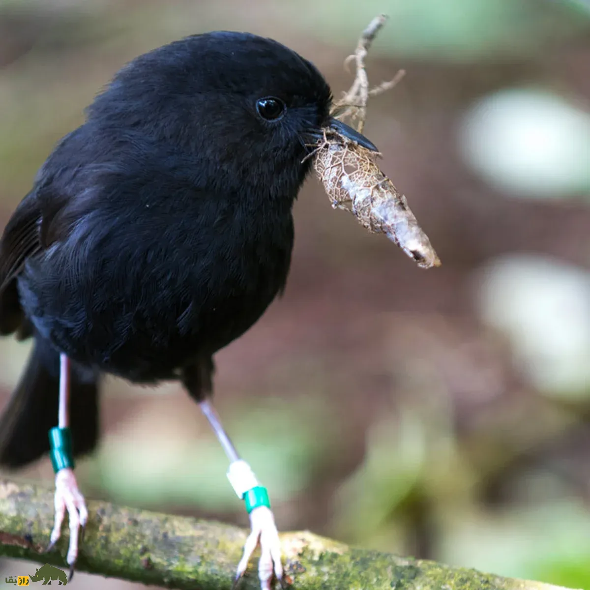 Black Robin سینه سرخ سیاه Black Robin سینه سرخ سیاه