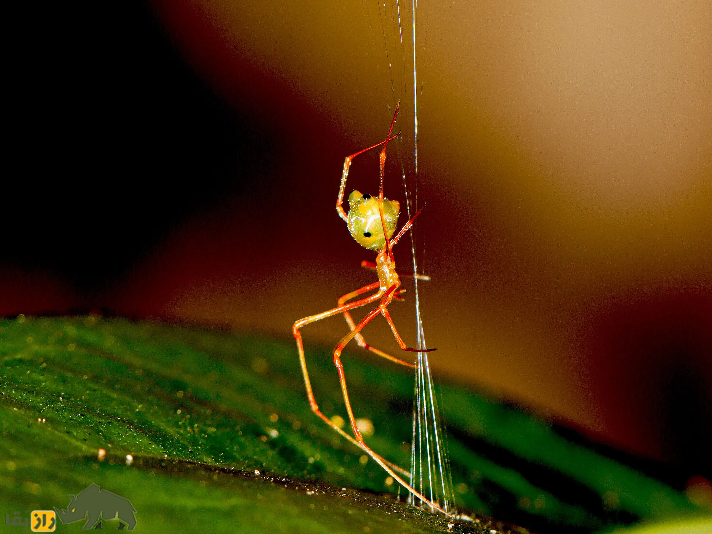 عنکبوت Ballista spider عنکبوت Ballista spider