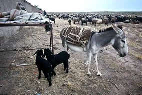 تصاویری باورنکردنی از مادری کردن ماده الاغ برای دو بره بعد از تلفن شدن مادرشان!