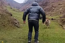 فیلمی خنده‌دار از رقابت عجیب قوچ و چوپان در فصل جفت‌گیری!
