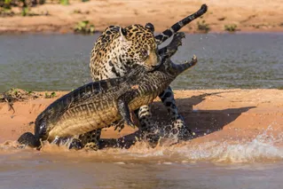 (ویدئو) شکار سریع و هولناک تمساح توسط جگوار در قلب آمازون؛ قدرتمندترین گربه‌ آمریکا مرگ را بر سر تمساح نگون‌بخت فرو ریخت