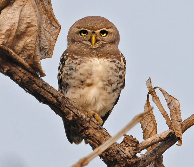 Forest owlet Forest owlet