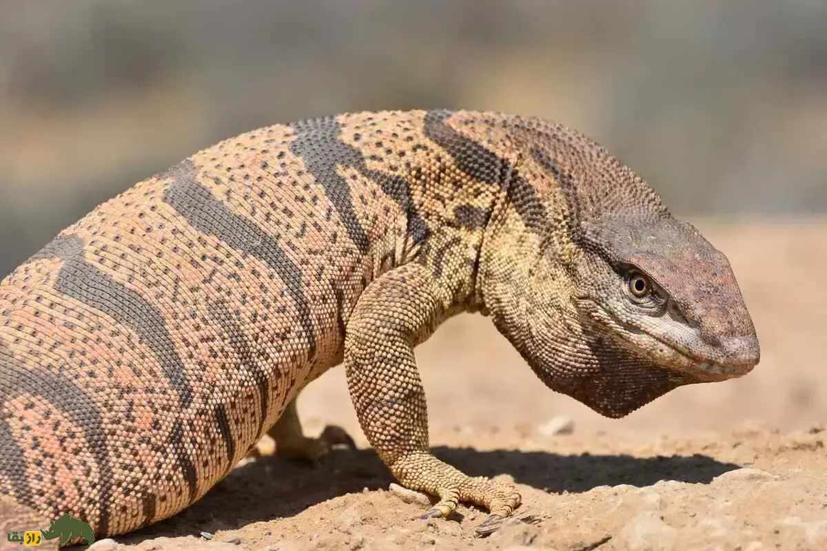 بزمجه بزمجه